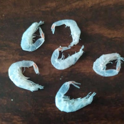虾皮 新鲜虾皮 淡干虾皮 厂家直供 整箱销售 鲁滨海产图4