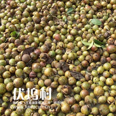 农家山茶籽加工浓香初级压榨山茶油茶叶籽油苦茶原油小榨定制生产图3