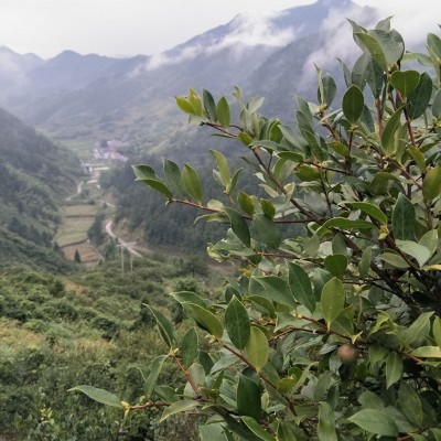 农家山茶籽加工浓香初级压榨山茶油茶叶籽油苦茶原油小榨定制生产图4