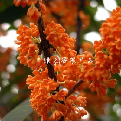 【厂家批发】广西桂林丹桂红桂花散装干花桂花茶无杂质图4