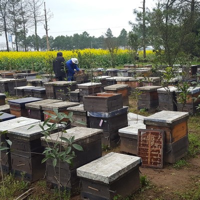 土特产百花蜜蜂巢蜜散装蜂蜜 椴树蜜 喜蜜现货批发土蜂蜜图2