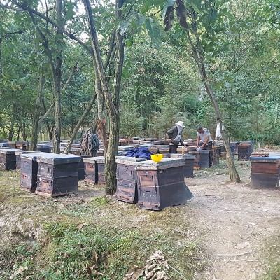 500g天然枣花蜜农家自产深山土蜂蜜批发散装蜂蜜图4