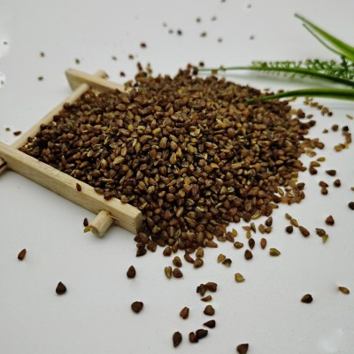 绿色黄金优质新苦荞350g四川大凉山黄苦荞苦荞麦苦荞米荞麦仁批发图2