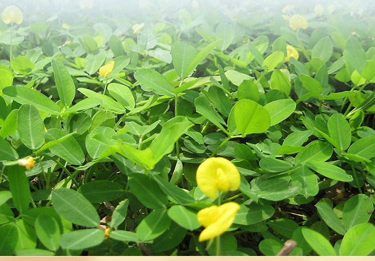 原料花生详情_08.jpg