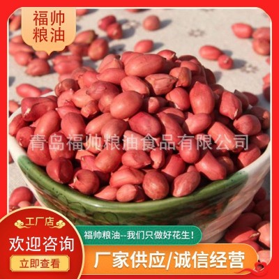 青岛出口红皮花生 花生米 现货生花生米 销售批发