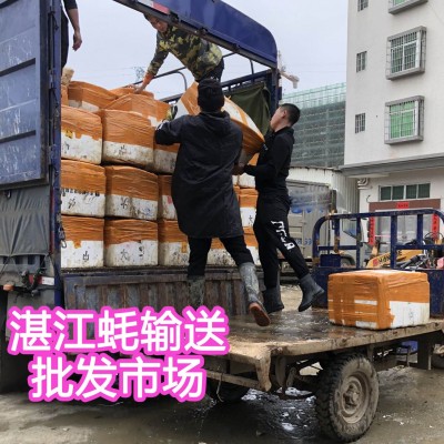 夜市摆地摊湛江生蚝鲜活烧烤店街整箱商用产地批发肉大量乳山干