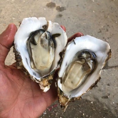 夜市摆地摊湛江生蚝鲜活烧烤店街整箱商用产地批发肉大量乳山干图4