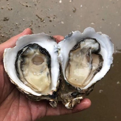 夜市摆地摊湛江生蚝鲜活烧烤店街整箱商用产地批发肉大量乳山干图2