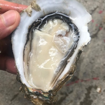 深圳湛江生蚝批发鲜活水产海鲜新鲜小台山带壳烧烤一箱整箱100斤图2