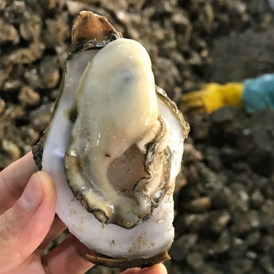 深圳湛江生蚝批发鲜活水产海鲜新鲜小台山带壳烧烤一箱整箱100斤图5