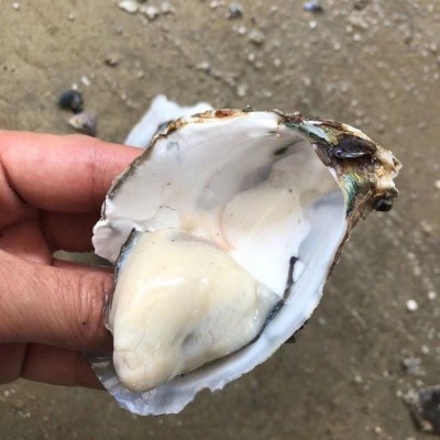广东湛江生蚝半壳带壳100斤商用生蚝乳山鲜活牡蛎蒜蓉地摊炭烧烤图2
