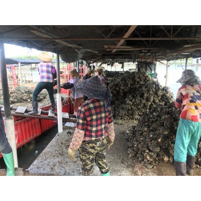 广东生蚝鲜活宵夜商用带壳生蚝烧烤摆地摊一箱100斤夜市湛江包邮图4