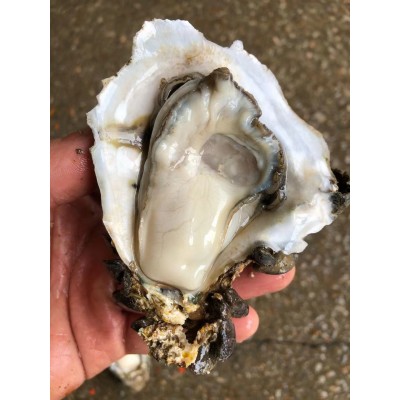 广东生蚝鲜活宵夜商用带壳生蚝烧烤摆地摊一箱100斤夜市湛江包邮图5