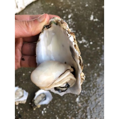 广东生蚝鲜活宵夜商用带壳生蚝烧烤摆地摊一箱100斤夜市湛江包邮图3
