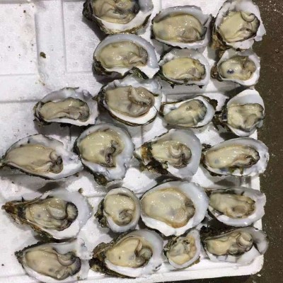 台山新鲜海鲜水产半壳小生蚝当天海蛎子牡蛎肉地摊烧烤生蚝100斤图3