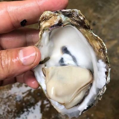 台山新鲜海鲜水产半壳小生蚝当天海蛎子牡蛎肉地摊烧烤生蚝100斤图2