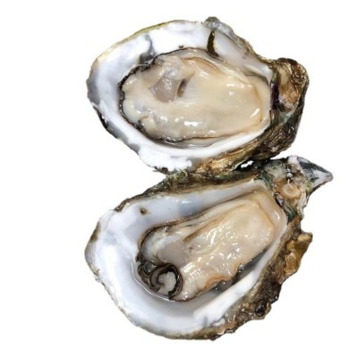 台山新鲜海鲜水产半壳小生蚝当天海蛎子牡蛎肉地摊烧烤生蚝100斤图5