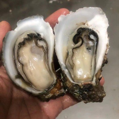 台山新鲜海鲜水产半壳小生蚝当天海蛎子牡蛎肉地摊烧烤生蚝100斤图4