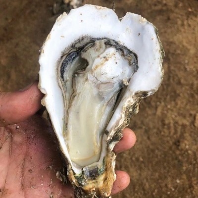 湛江生蚝鲜活半壳带壳商用100斤整箱批发地摊烧烤店夜市大量产地图2