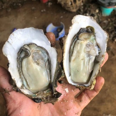 湛江生蚝鲜活半壳带壳商用100斤整箱批发地摊烧烤店夜市大量产地图3