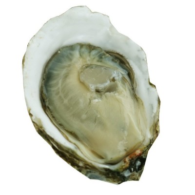 昆明直达湛江产地生蚝程村蚝北海肥蚝批发海鲜鲜活整箱水产牡蛎图4