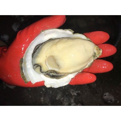 昆明直达湛江产地生蚝程村蚝北海肥蚝批发海鲜鲜活整箱水产牡蛎图3