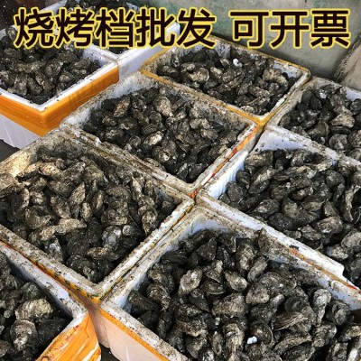昆明直达湛江产地生蚝程村蚝北海肥蚝批发海鲜鲜活整箱水产牡蛎图2