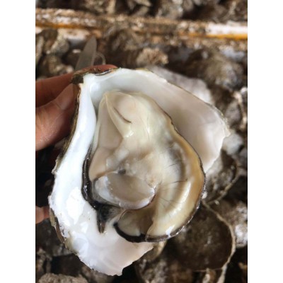 特大蚝 广东湛江生蚝产地批发鲜活大巨蚝新鲜大牡蛎海鲜水产大量图2