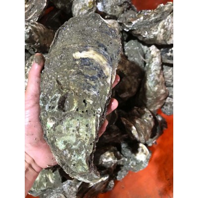 特大蚝 广东湛江生蚝产地批发鲜活大巨蚝新鲜大牡蛎海鲜水产大量图4