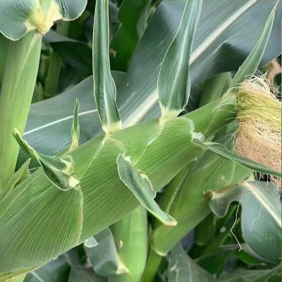 云南楚雄厂家批发新鲜水果玉米太阳花生熟两吃甜脆玉米现货批发图4