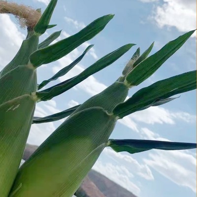 云南楚雄厂家批发新鲜水果玉米太阳花生熟两吃甜脆玉米现货批发图3
