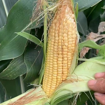 云南楚雄厂家批发新鲜水果玉米太阳花生熟两吃甜脆玉米现货批发图2