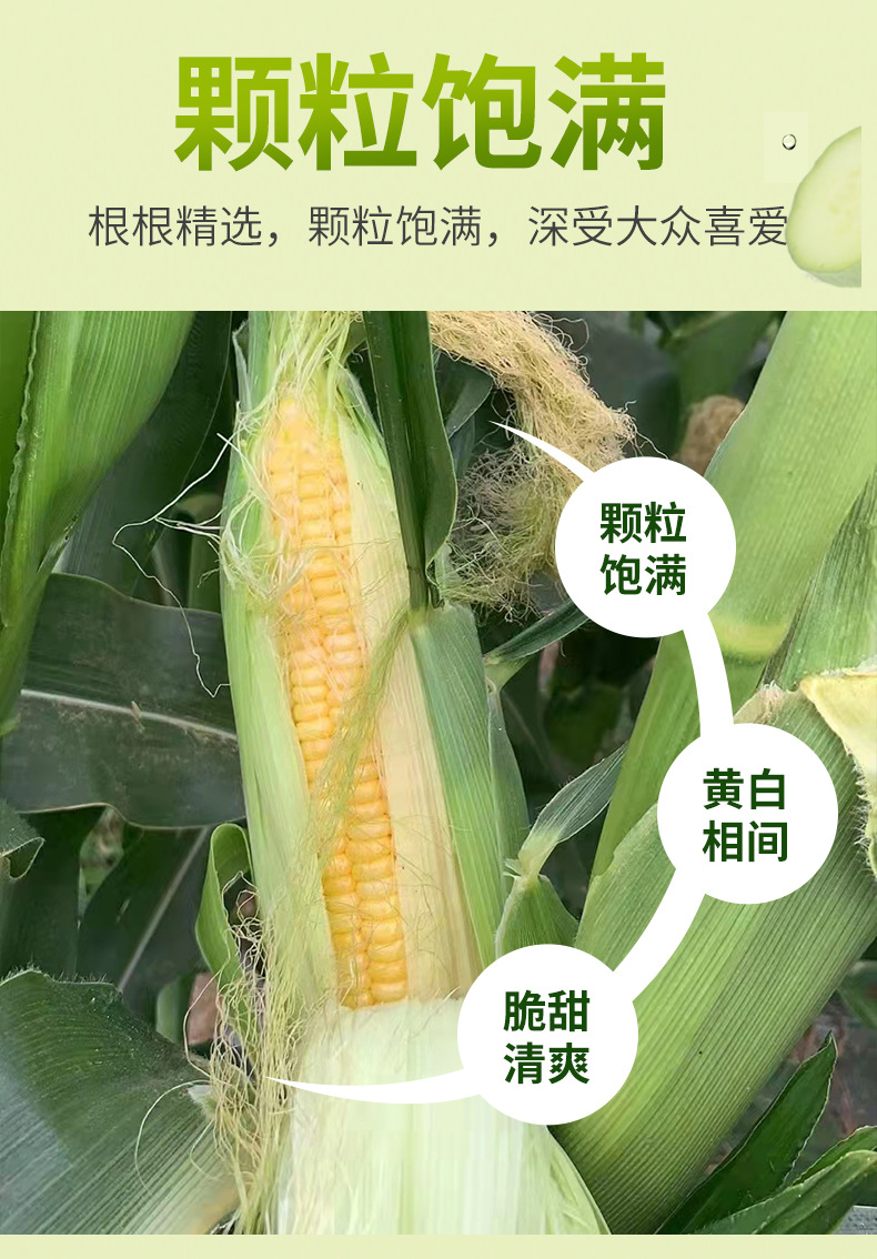 玉米阿里_06.jpg