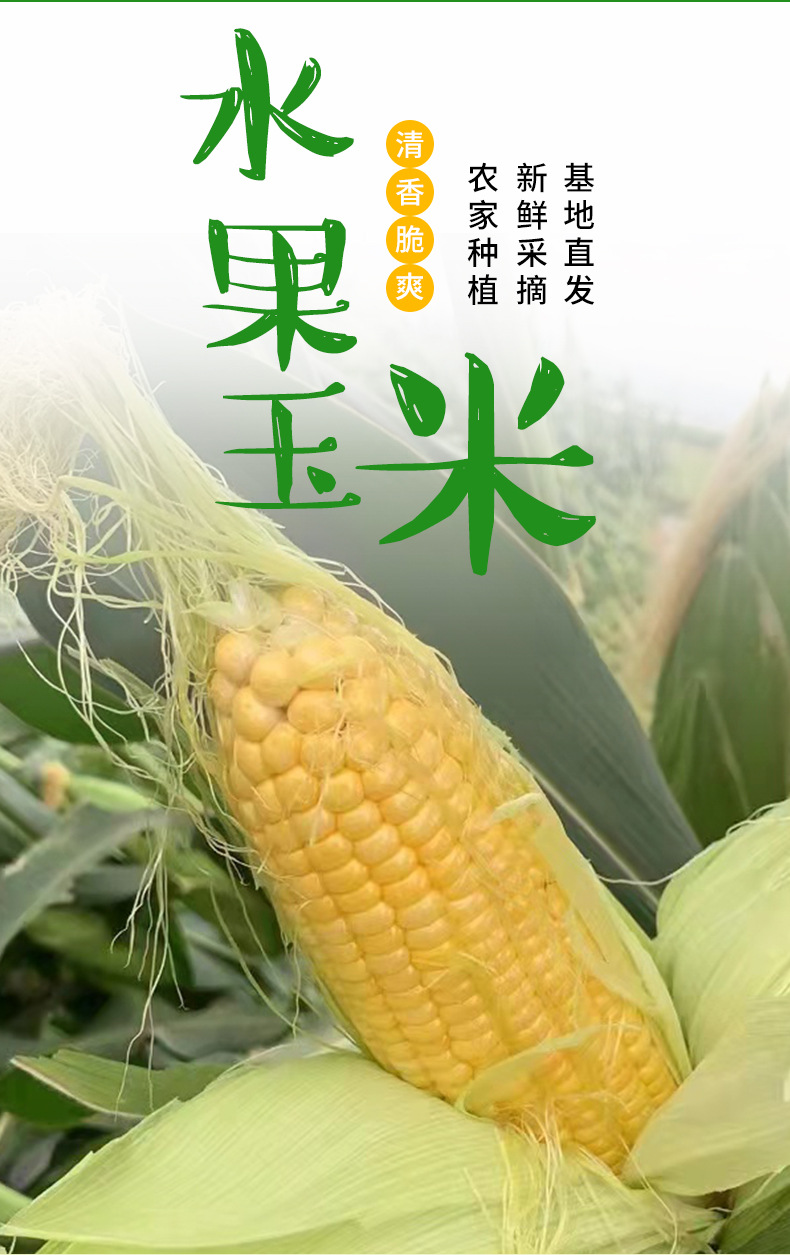 玉米阿里_02.jpg