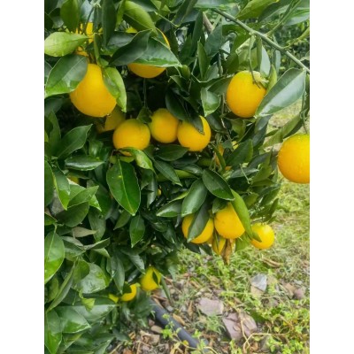 云南沃柑现摘新鲜水果批发产地直供皮薄肉甜多汁5斤装全国包邮图2
