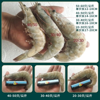海水大虾鲜活海鲜超大青岛海虾冷冻白虾冻虾商用整箱批发基围虾图2
