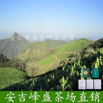 屹峰安吉白茶绿茶茶叶2022新茶 特级高山明前茶250克散茶批发好茶图3