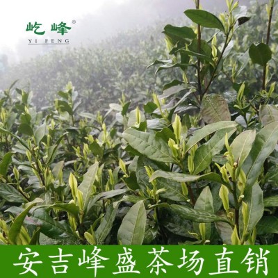 250克明前特级屹峰安吉白茶 2022年新茶绿茶茶叶 散装批发直销图5