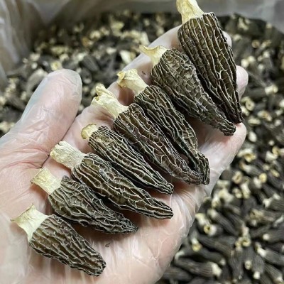 云南特产羊肚菌新鲜剪柄食用蘑菇干货包装大量批发头茬一公斤批发图3