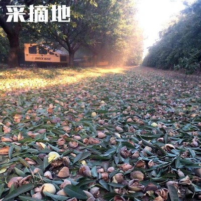 NPX级巴旦木原味坚果 厂家直批整箱45.36斤原料果仁烘焙图4