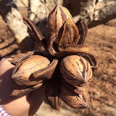 美国碧根果散装奶油味碧根果核桃仁烘焙整箱10斤直批原料长寿果图3