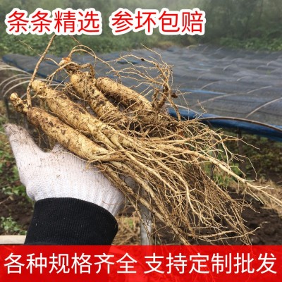 【10条免邮】新鲜人参 带土鲜参吉林长白山人参煲汤泡酒