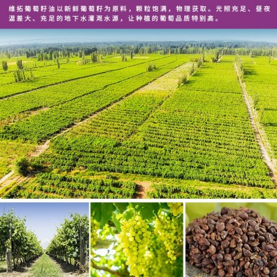 五谷城葡萄籽油 冷榨脱蜡 食用油 团购送礼批发 源头厂家图3