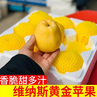 维纳斯黄金奶油苹果图2