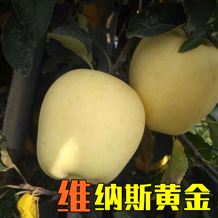 黄金苹果3