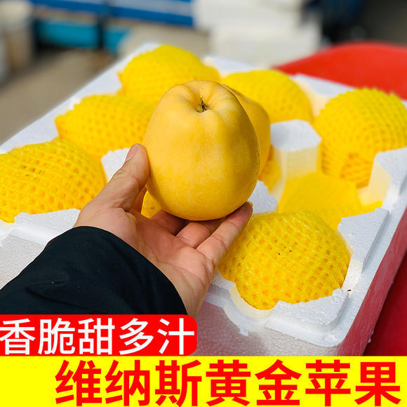 黄金苹果2