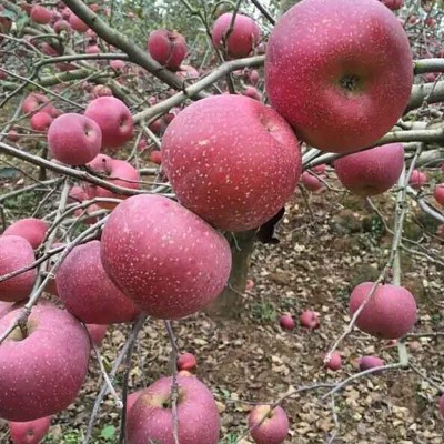 糖心苹果大凉山 盐源苹果冰糖心 新鲜采摘果园直发，中通图3