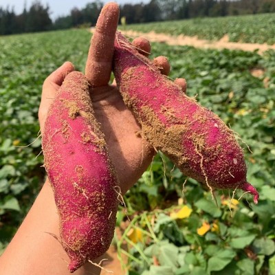 海南正宗桥头地瓜沙地红薯板栗番薯精品果整箱包邮