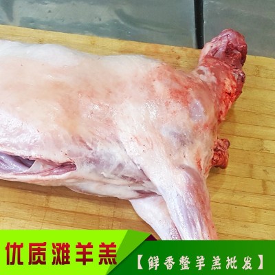 羊羔子 宁夏盐池滩羊肉 羊羔肉 烧 烤全羊 生鲜 整羊 羔羊批发图5