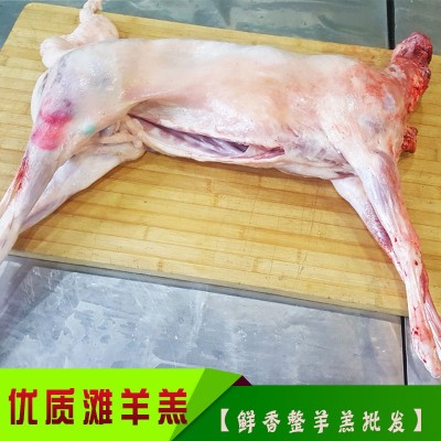 羊羔子 宁夏盐池滩羊肉 羊羔肉 烧 烤全羊 生鲜 整羊 羔羊批发图4